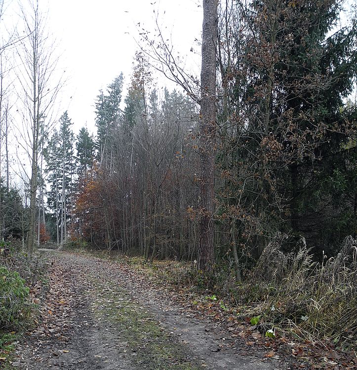 Der Gipfel im Biberecker Holz (566 m). Biberecker Holz