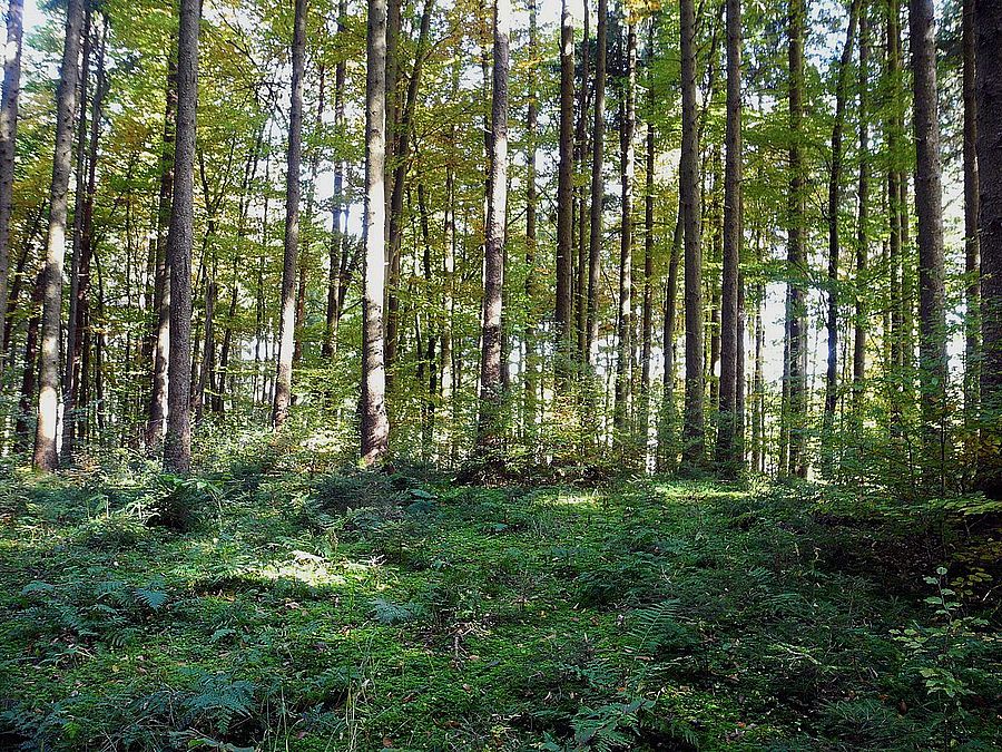 Höchste Waldkuppe im Landkreis Ebersberg Ebersberg