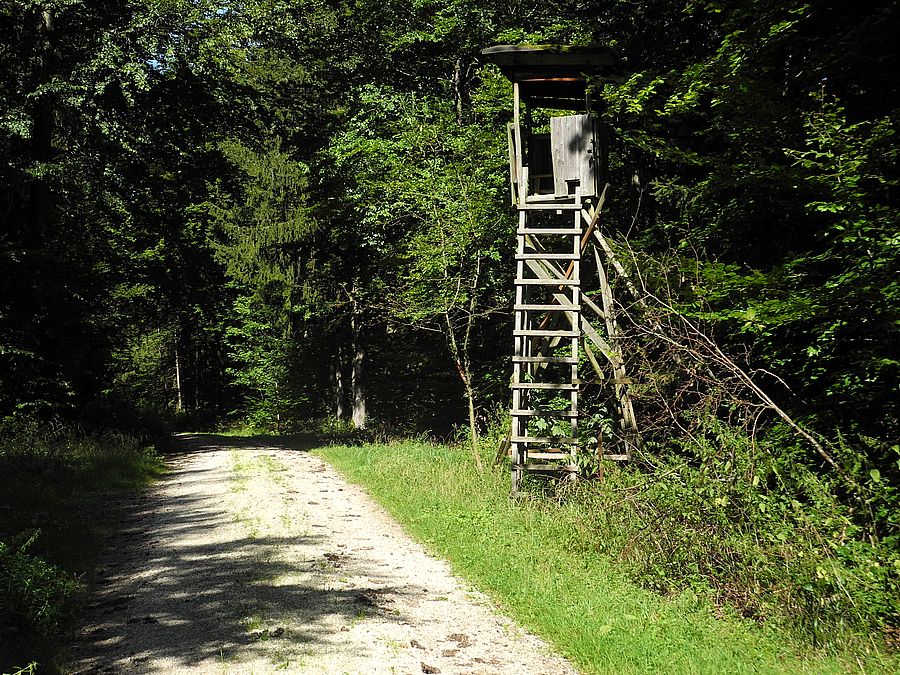 Der Hochsitz am höchsten Punkt (585 m) des Landkreis Eichstädt. Workerszeller Forst