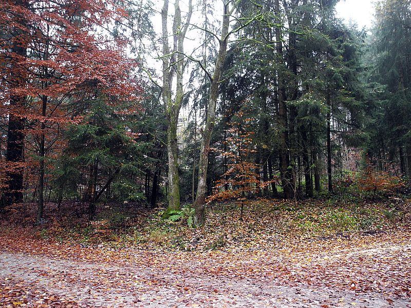 Der Gipfel des Hainberg (563 m). Hainberg