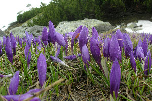 Krokusse im Rila-Gebirge Krokusse