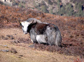 Yak