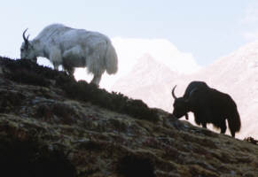 Yaks