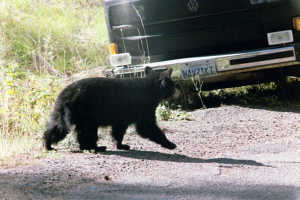 Junger Schwarzbär