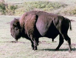 Bison, Größe: 46KB Bison