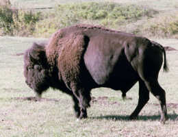 Bison